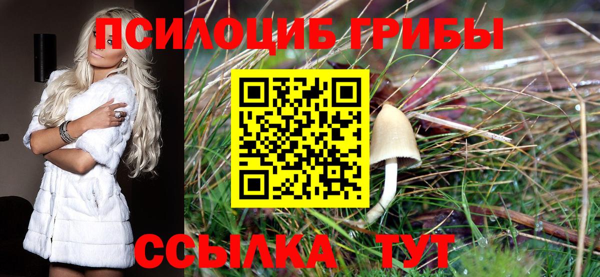 Псилоцибиновые грибы прущие грибы  продажа наркотиков  Шадринск  Вход с VPN 